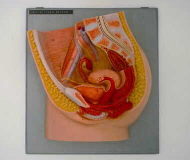 Weibliches Becken u.a. Genitalorgane, Medianschnitt, zerlegbar© Original SOMSO®Modell