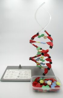 Struktur der DNS zerlegbar in Einzelteile© Original PHYWE®Modell