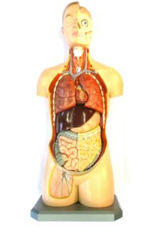 Torso Organe der Halsgegend, Brust und Bauchhöhle, Kopfbeschreibung, zerlegbar© Original SOMSO®Modell